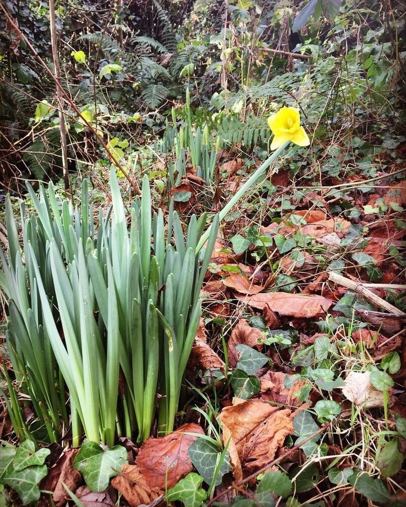 A single yellow daffodil flower blooms among green leaves and fallen brown leaves in a woodland area.