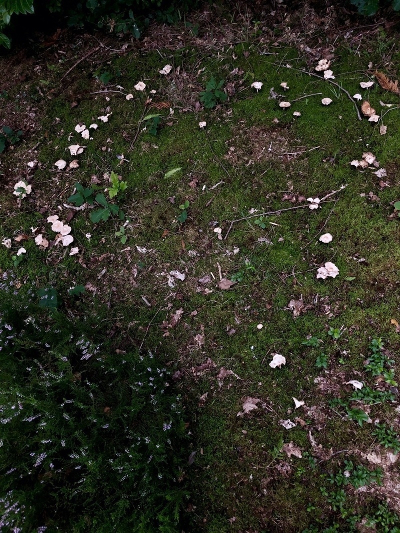 Ring of mushrooms