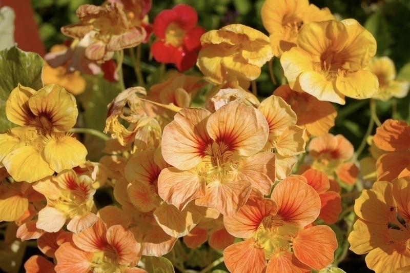 Nasturtium