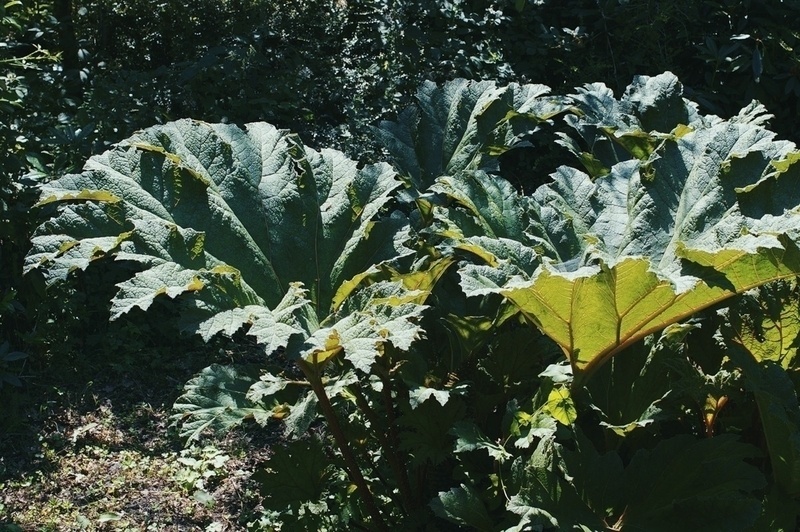 Gunnera