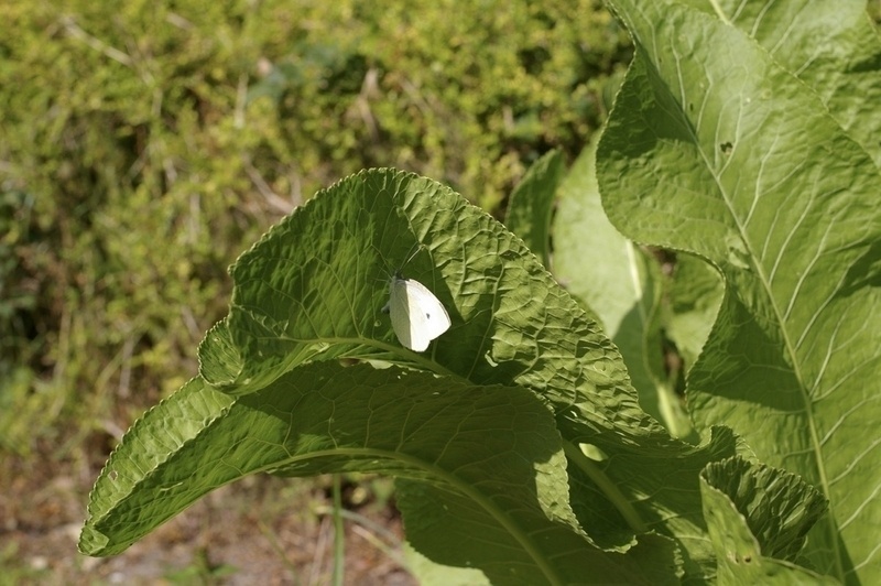 Cabbage White on Horseradish