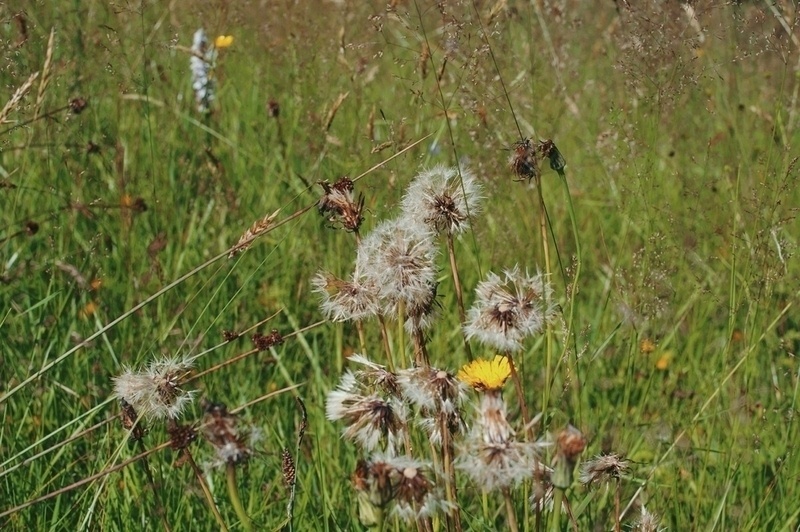 Common Cat's-ear