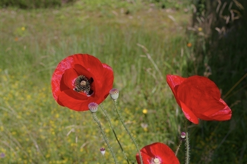 Common Poppy