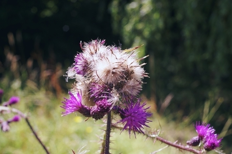 Marsh Thistle  