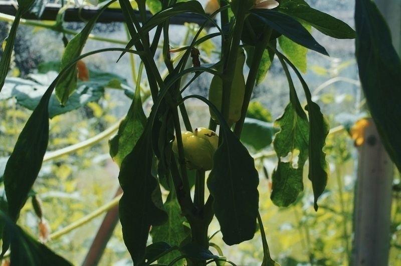 Chilli
