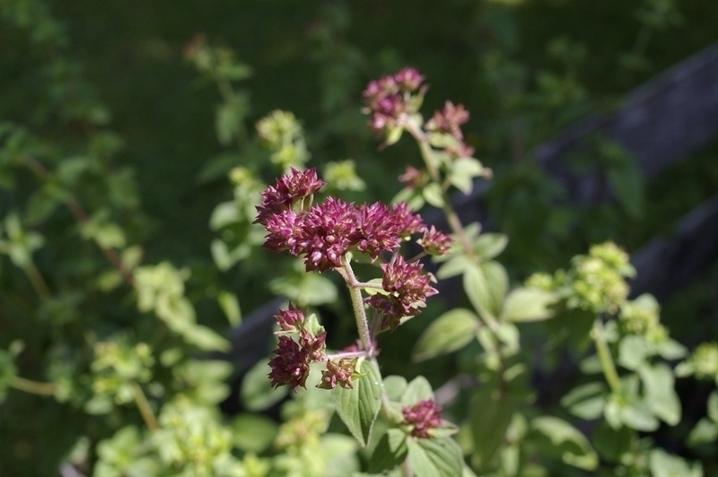 Oregano