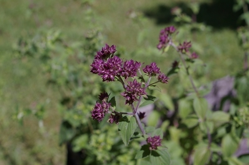 Oregano