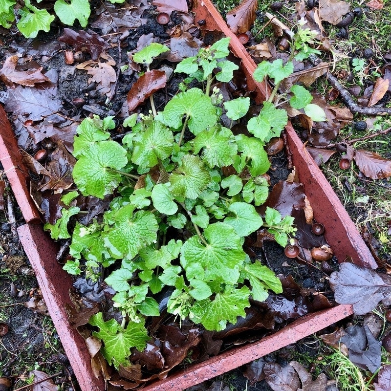 Wasabi plant