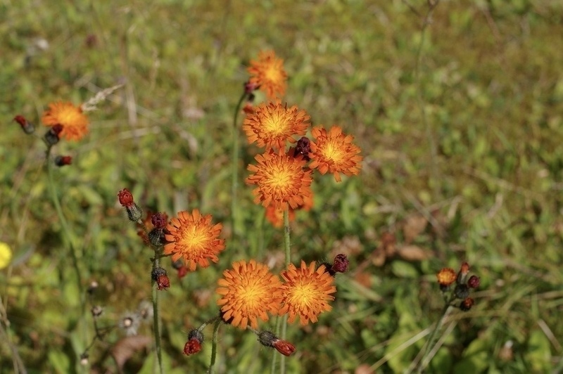 Orange Hawkweed