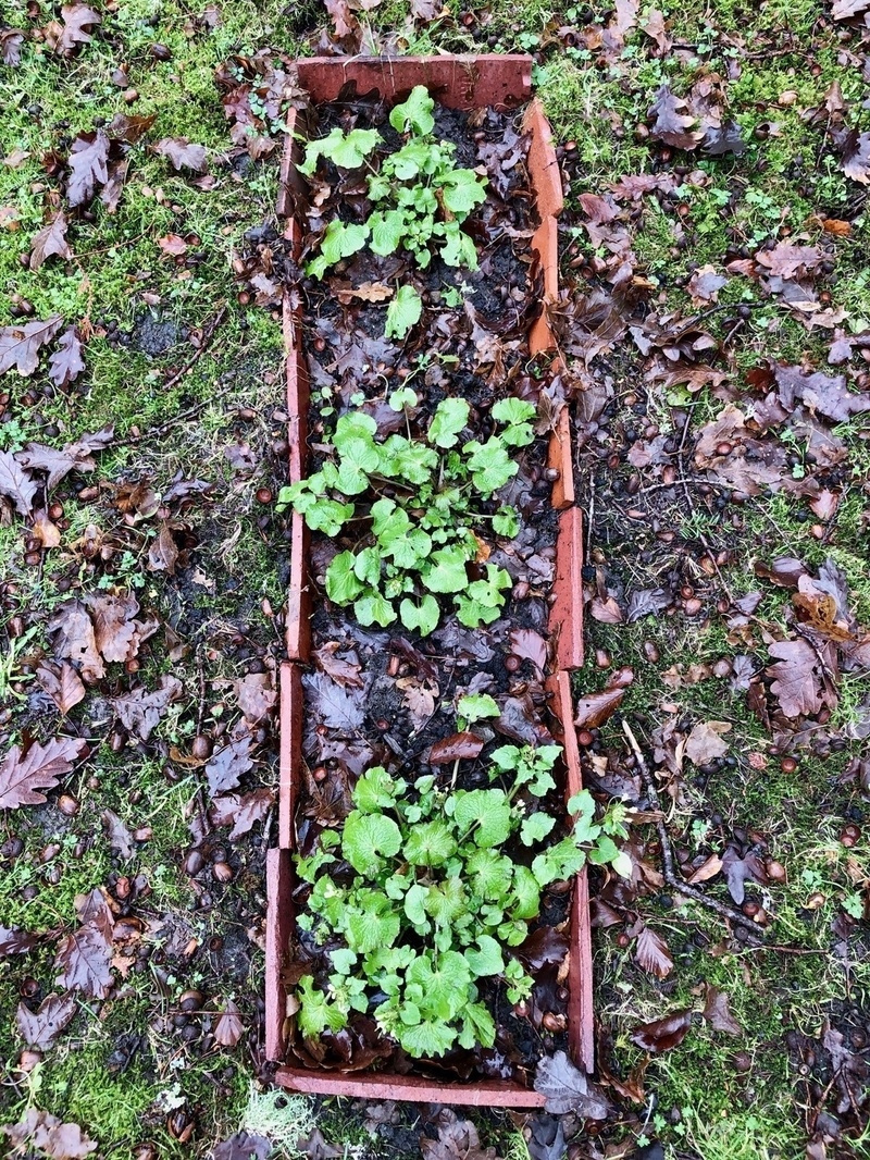 Wasabi plants