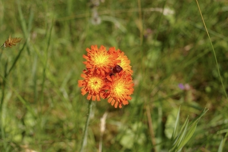 Orange Hawkweed