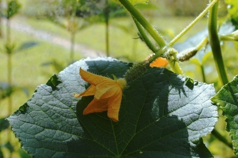 Cucumber