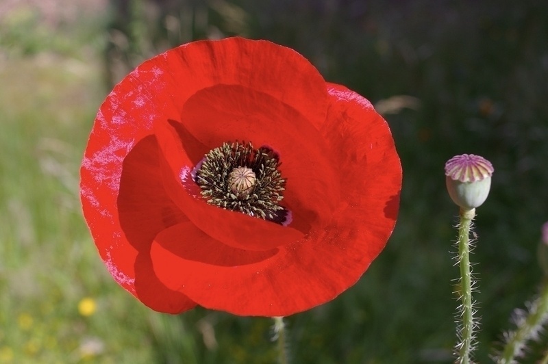 Common Poppy