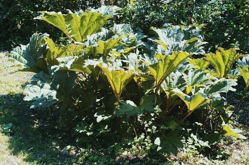 Gunnera