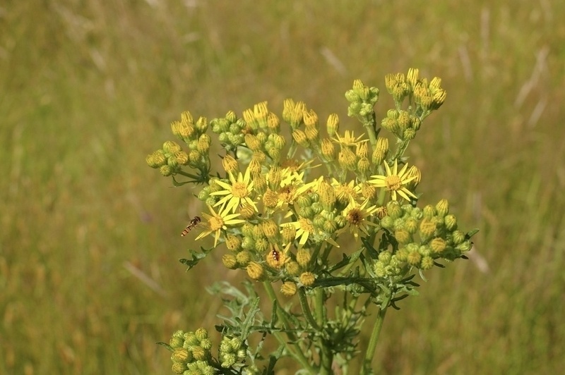 Ragwort