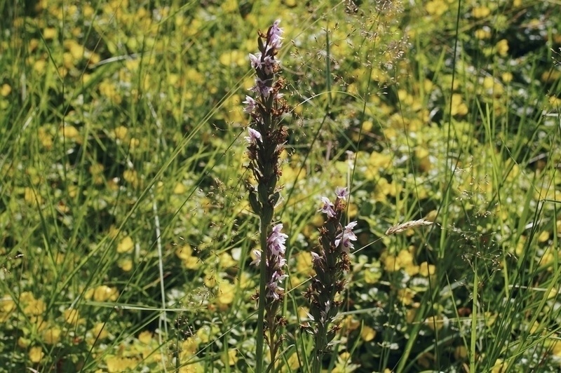 _Common Spotted Orchid_