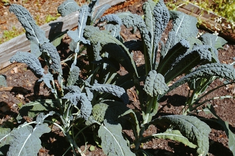Kale