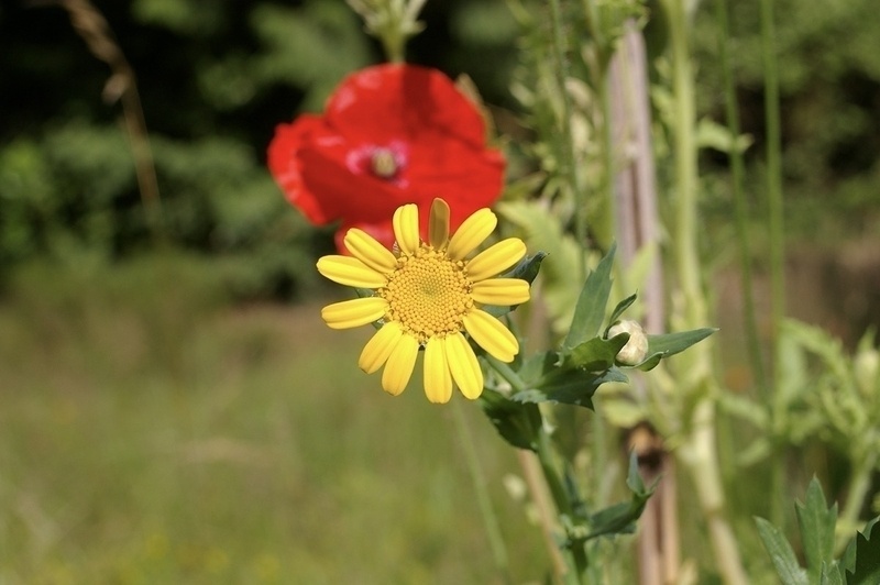 Corn Marigold