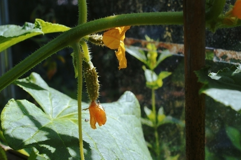 Cucumber