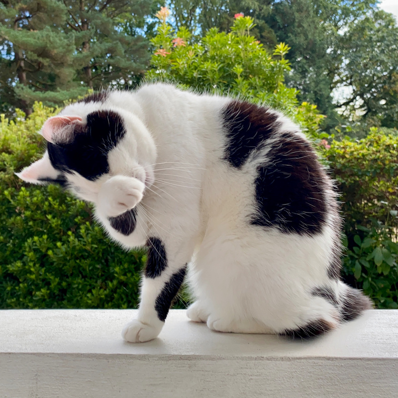 Black and white cat cleaning herself