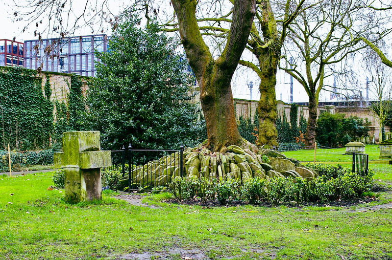 Tree with gravestones stacked around the trunk