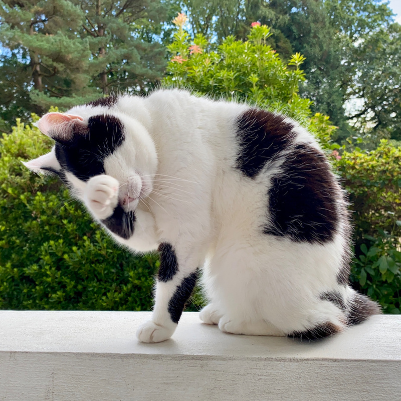 Black and white cat cleaning herself