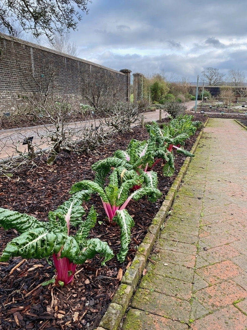 Rhubarb chard