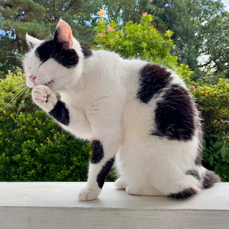 Black and white cat cleaning herself