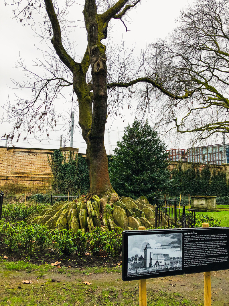 Tree with gravestones stacked around the trunk