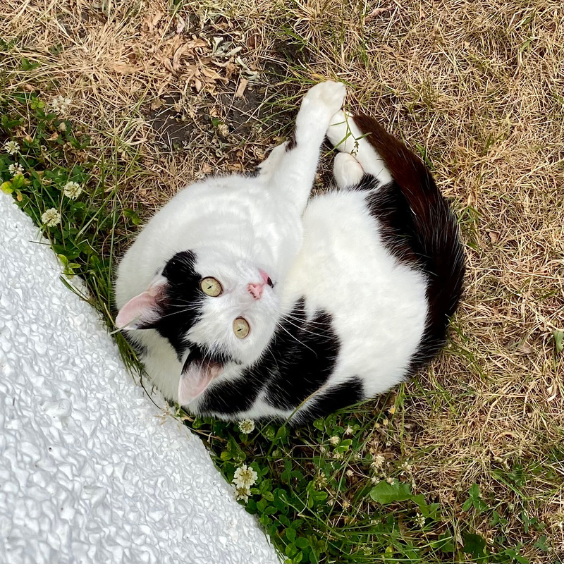 View from above of curled up black and white cat looking at the camera