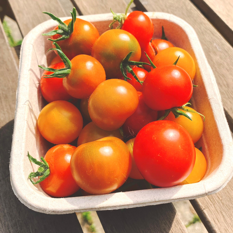 Cardboard punnet containing a mixture of small yellow and red tomatoes