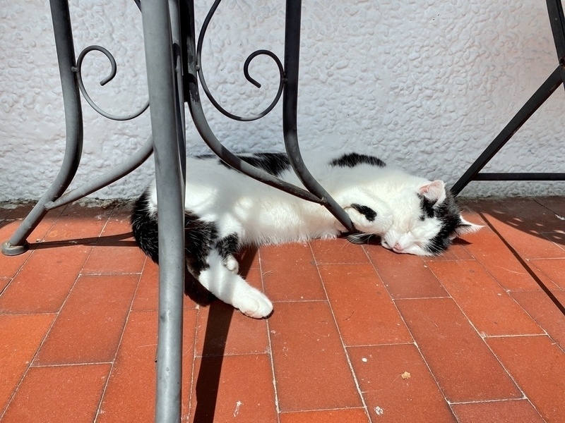 Cat sleeping on red tiles partly draped over a table leg