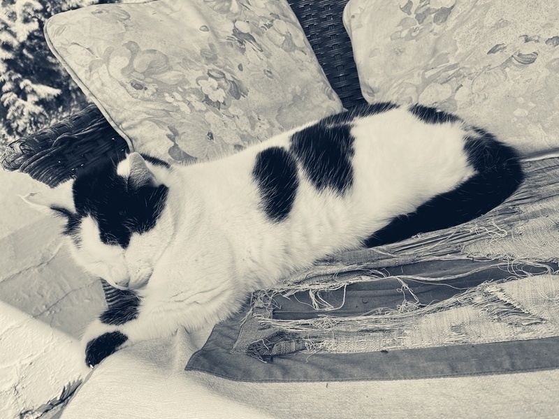 Cat sleeping on a chair in the shade