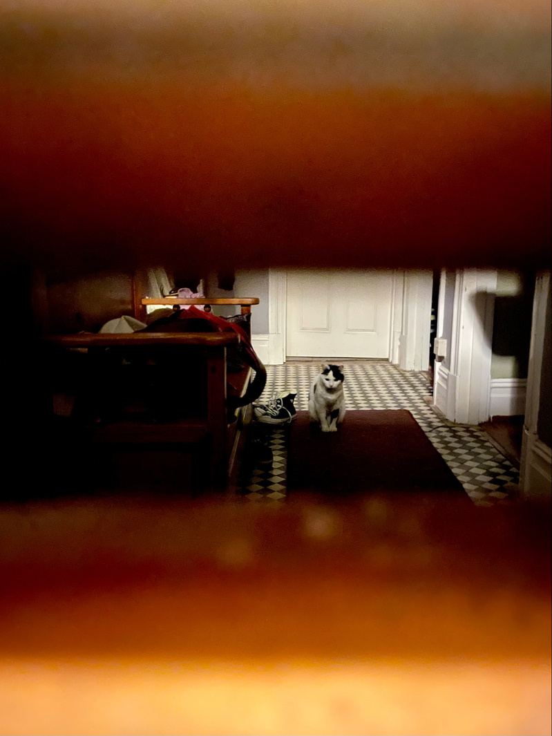 Cat sitting accusingly on the floor of a hallway viewed through a narrow rectangular aperture 