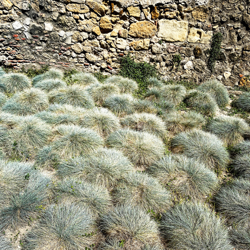 Clumps of grass in front of stone wall