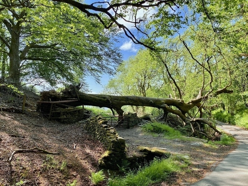 Large fallen tree, horizontal to ground on top of stone wall and gate