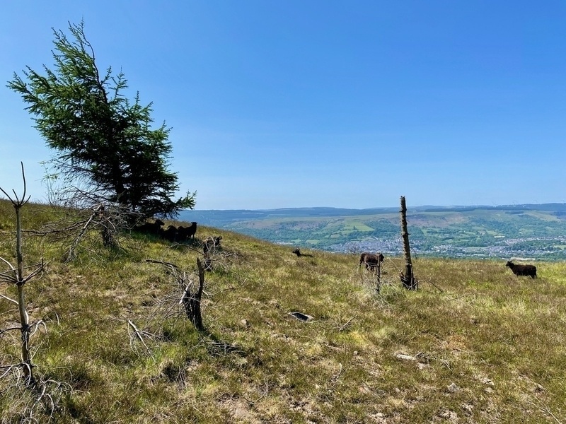 Black sheep on a scrub hillside, some sheltering in shade of a small tree, distant view of valley in background, blue skies above