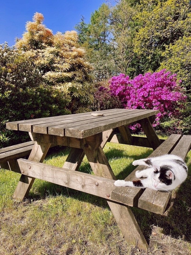 Cat sleeping on a picnic bench in the sun