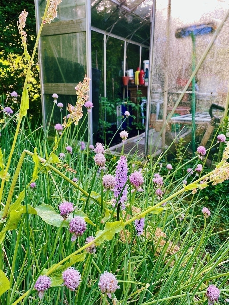 Low view of door to a small greenhouse, chives growing in foreground