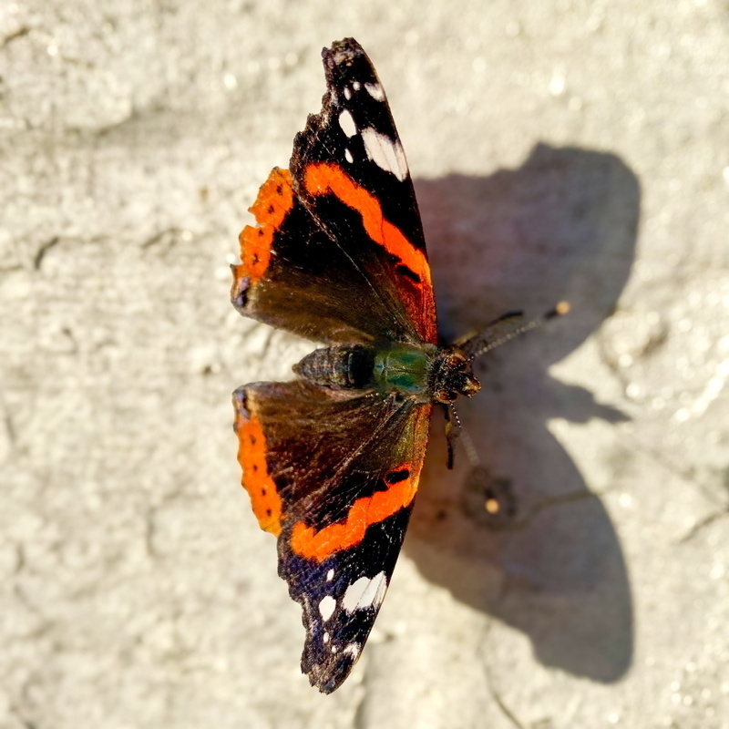 A Red Admiral butterfly with vibrant orange and black markings on its wings, resting on a textured surface.