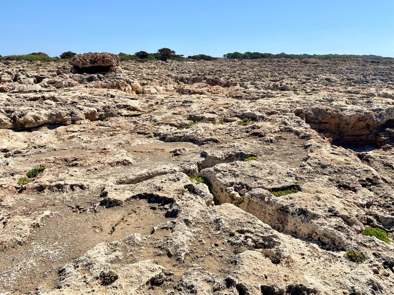 A rugged rocky landscape with small green plants scattered throughout. The background features low bushes and a clear blue sky.