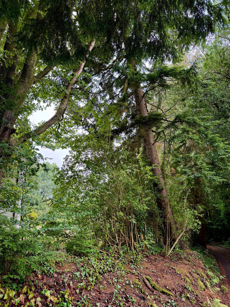 A lush, dense forest scene features tall trees with green foliage and a dirt path running along the right side.