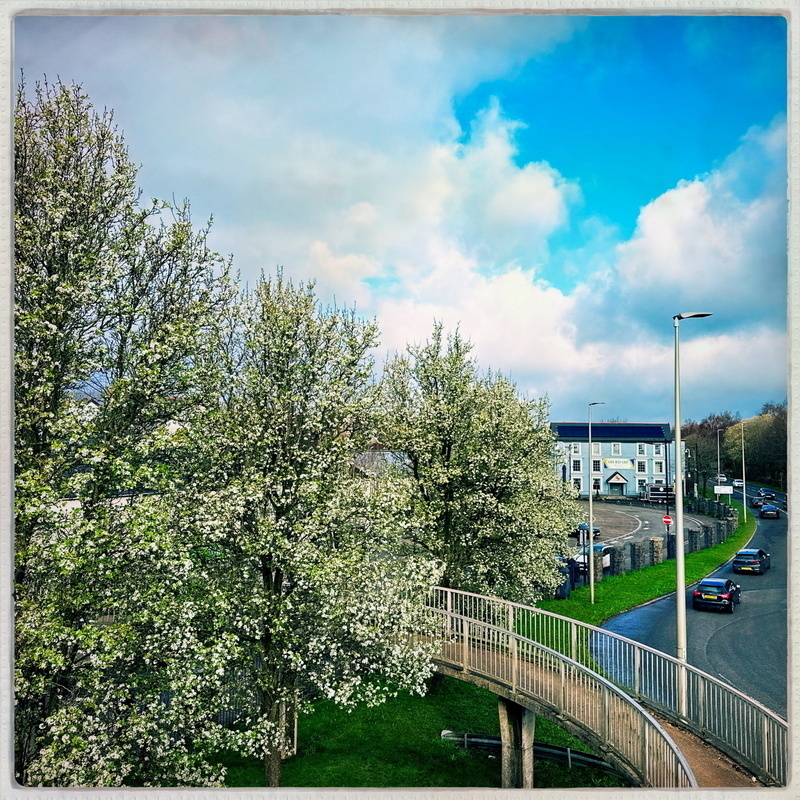 Auto-generated description: A curved pedestrian bridge crosses over a road lined with blooming trees and leads towards buildings under a partly cloudy sky.
