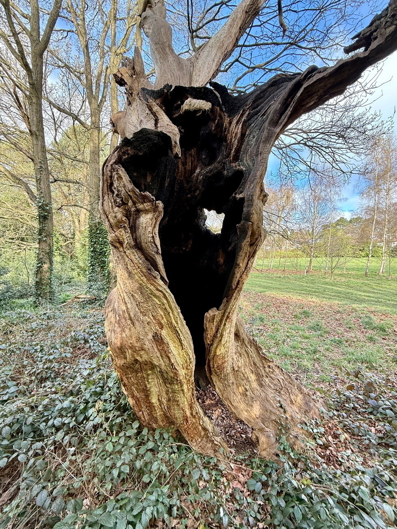 Auto-generated description: A hollow, gnarled tree stands in a forest with a clear blue sky in the background.