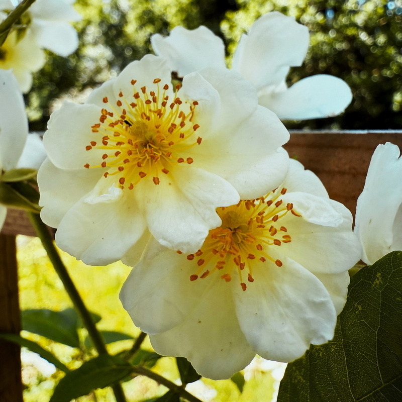 Auto-generated description: White flowers with yellow centers are in full bloom, surrounded by lush green leaves.