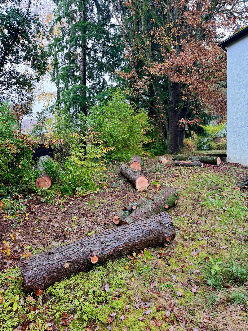 Fallen tree logs and branches are scattered on the ground near a white building in a wooded area.