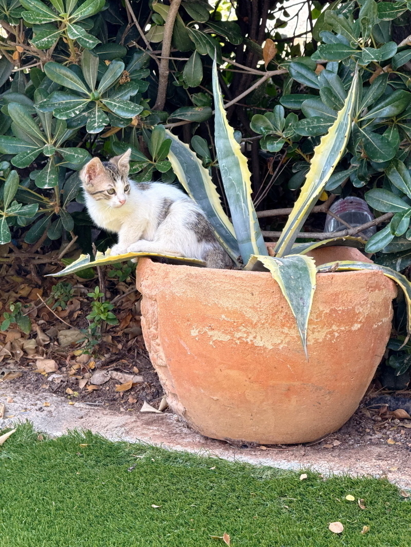 Auto-generated description: A kitten is sitting inside a large terracotta pot containing a spiky plant, surrounded by green foliage.