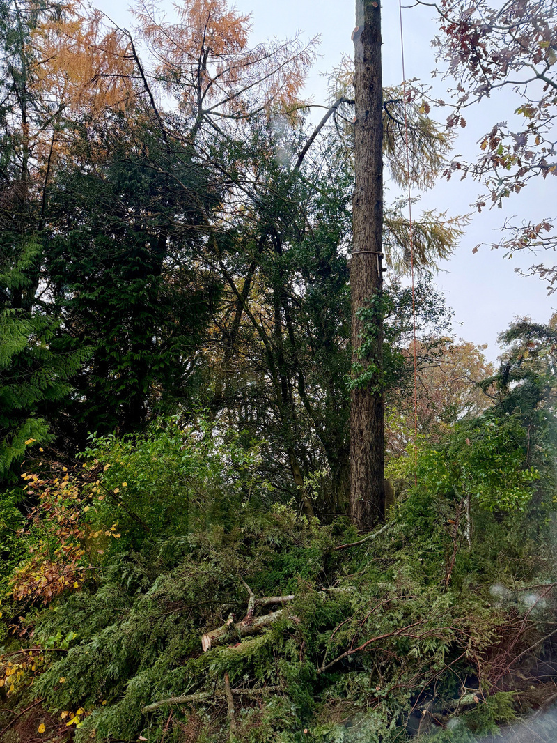 A tall tree stands surrounded by lush greenery and fallen branches under an overcast sky.