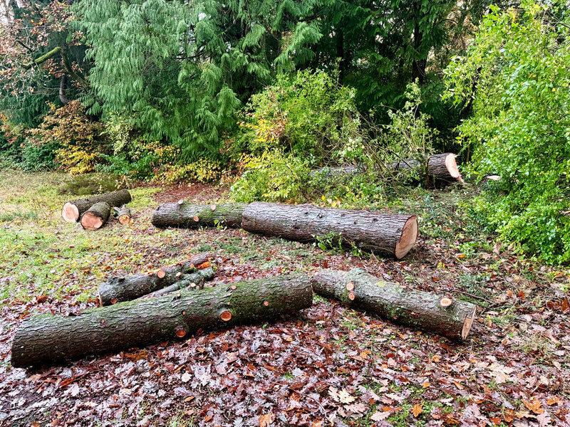Several cut tree logs are scattered on the ground in a forested area.