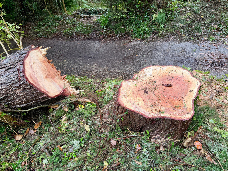 A large tree stump and its felled trunk lie beside a forest path surrounded by greenery.